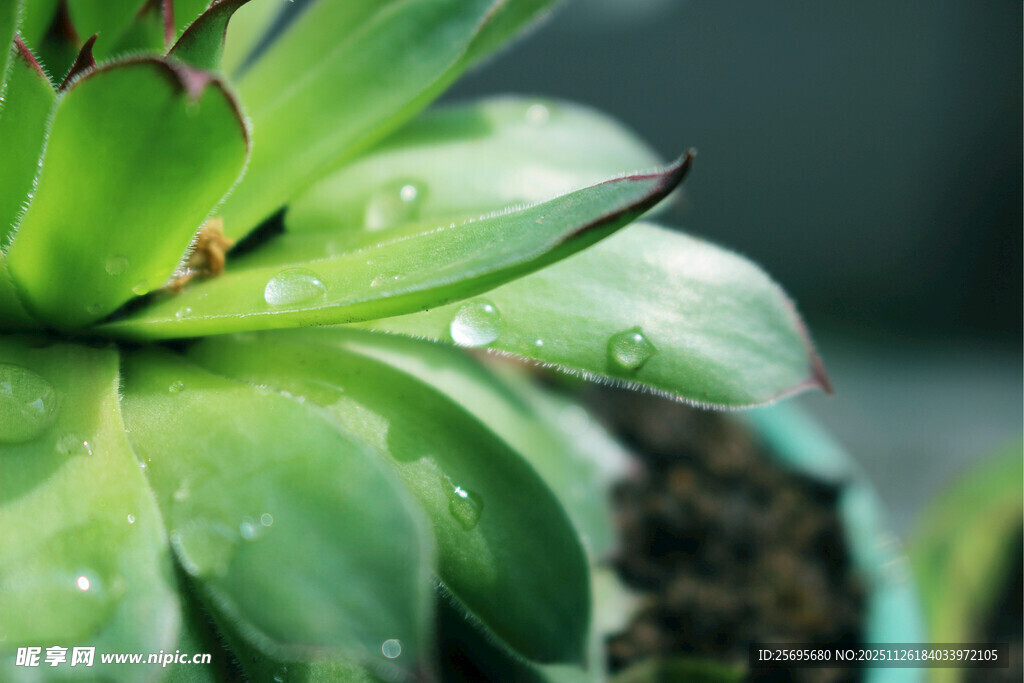 带水珠的翠绿多肉植物