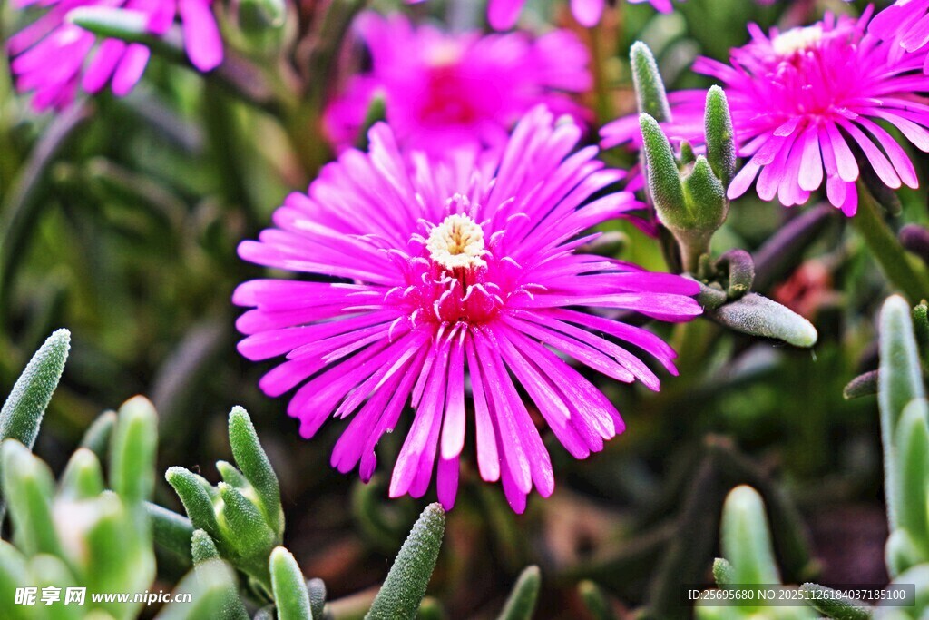 娇艳绽放的玫红色多肉花朵