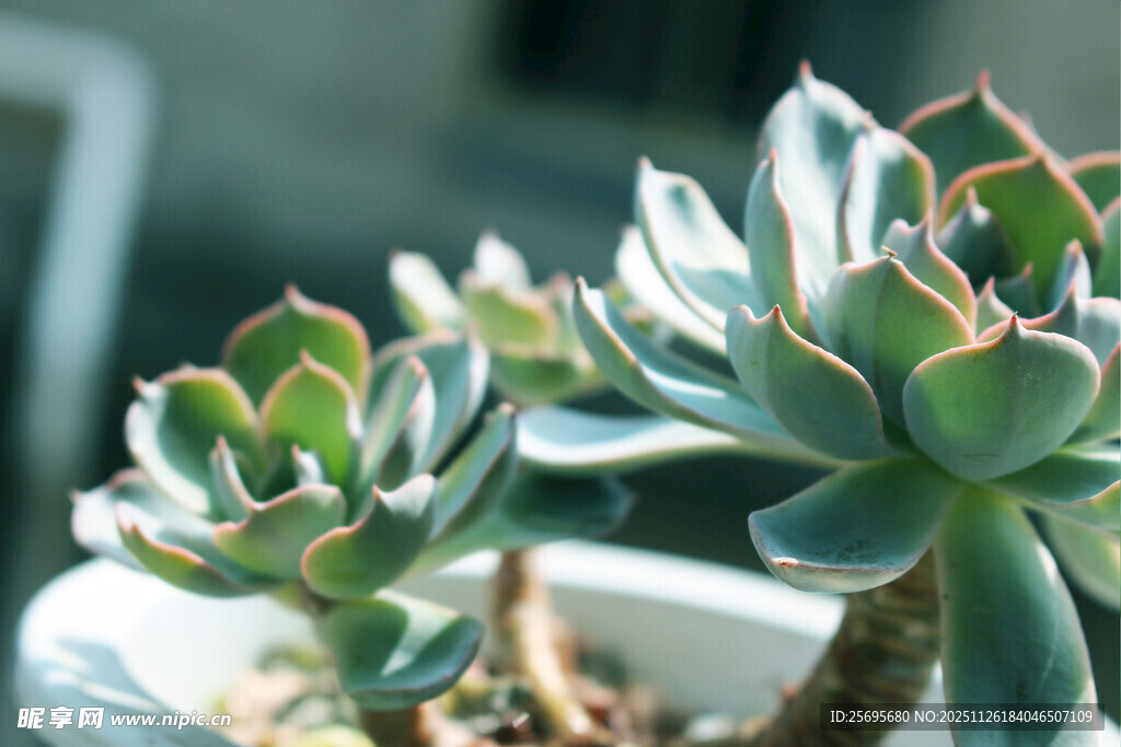 精致盆栽多肉植物特写