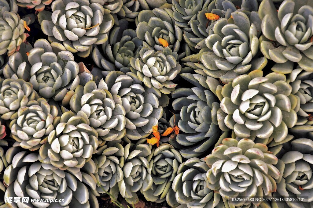 密集排列的多肉植物
