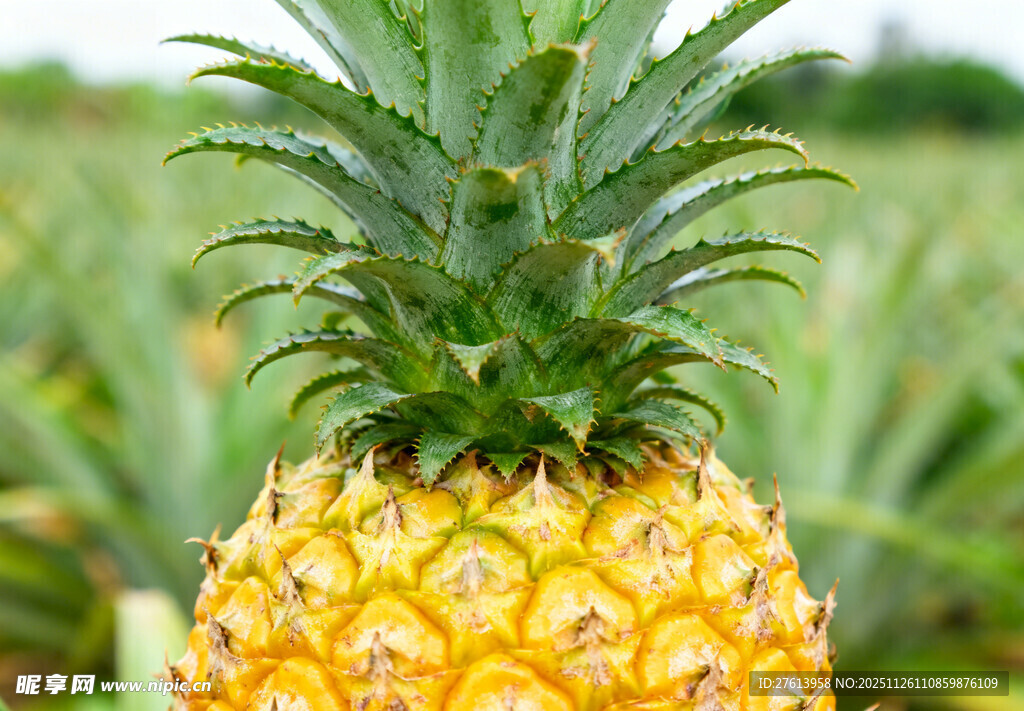 成熟的金黄菠萝