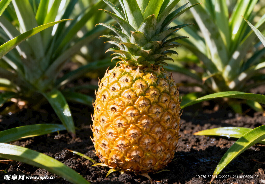 田间成熟的菠萝