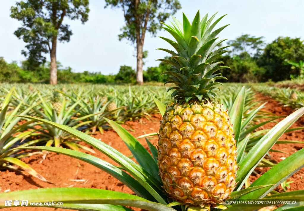 地里的菠萝