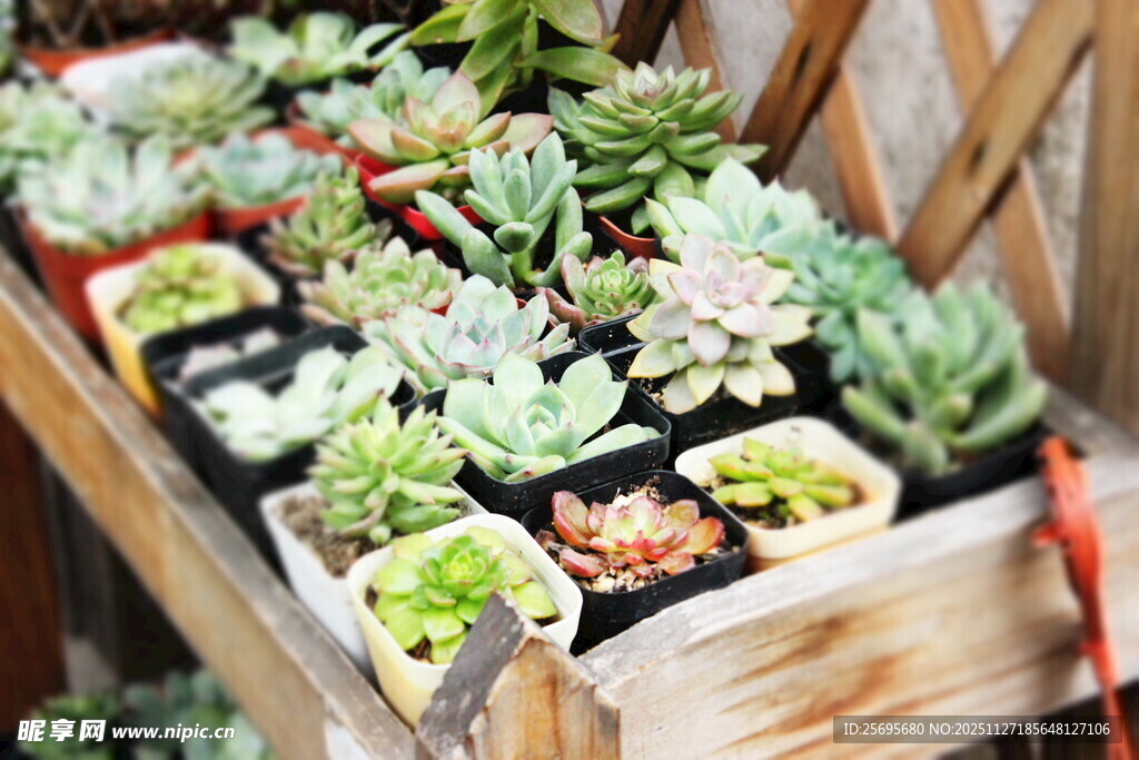 木盒中的多彩多肉植物
