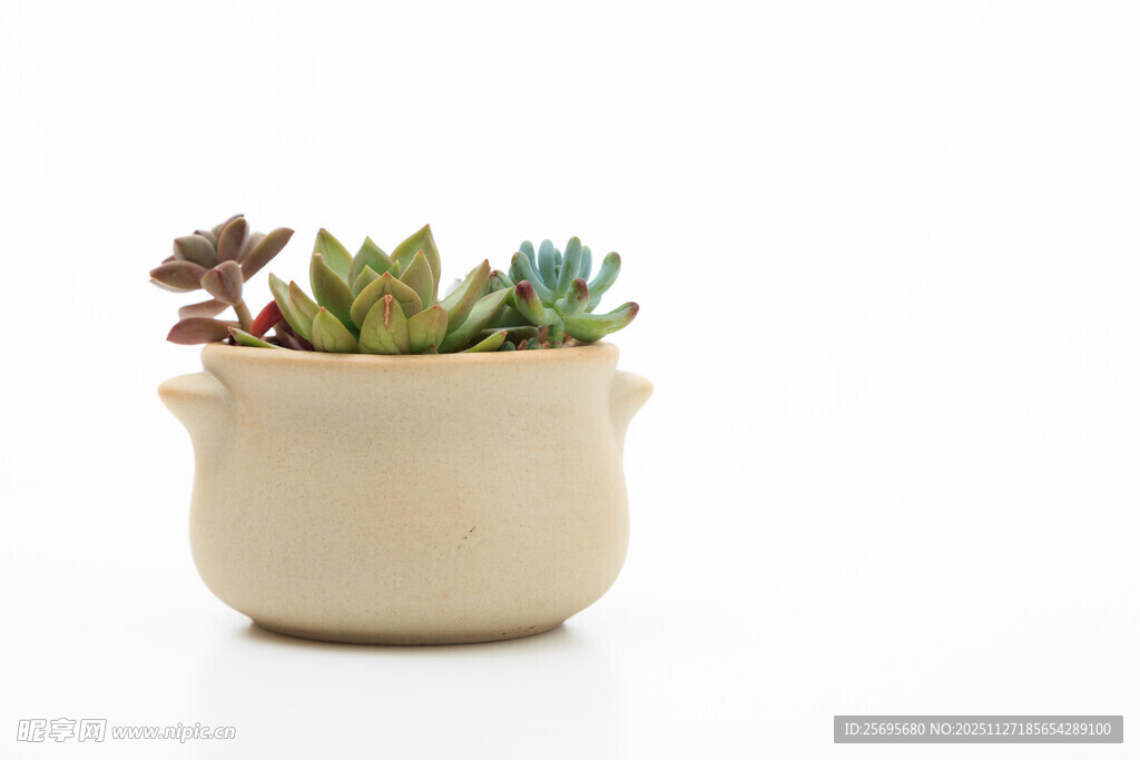 米色花盆中的多彩多肉