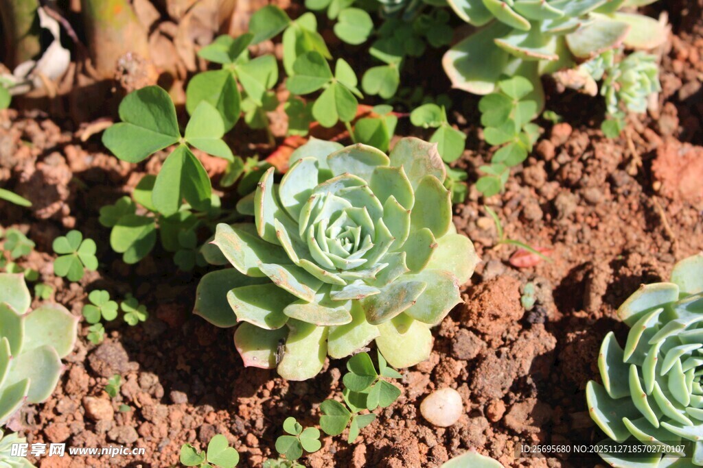 可爱多肉植物特写