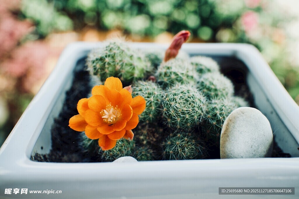 花盆中的仙人掌与艳丽花朵