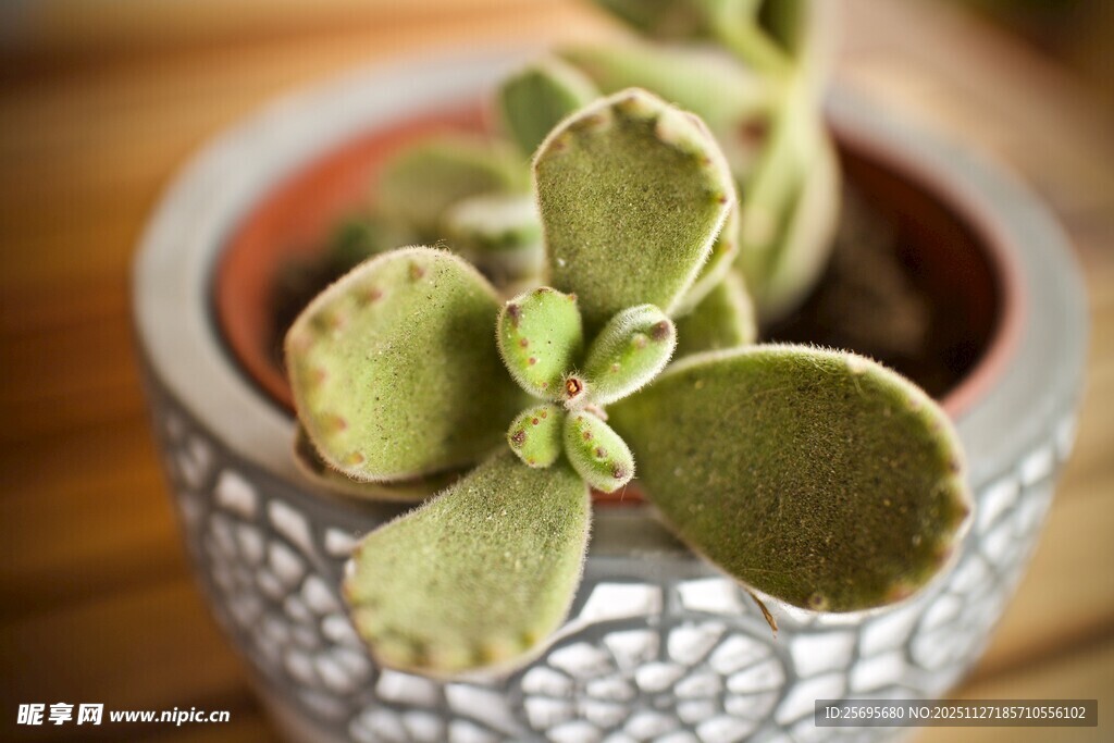 精致盆栽中的嫩绿多肉植物