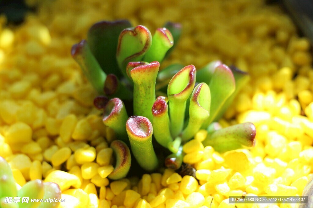 黄色花中生长的嫩绿植物