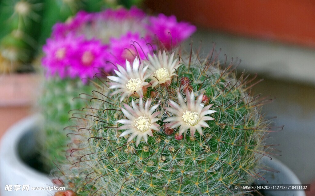 可爱仙人球绽放美丽小花