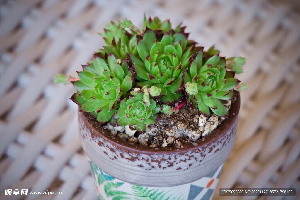 精致小巧的盆栽多肉植物