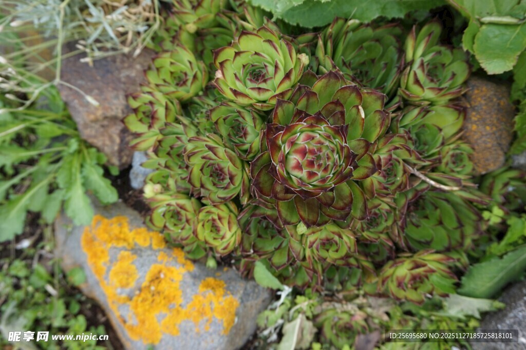 多肉植物特写与黄色石块