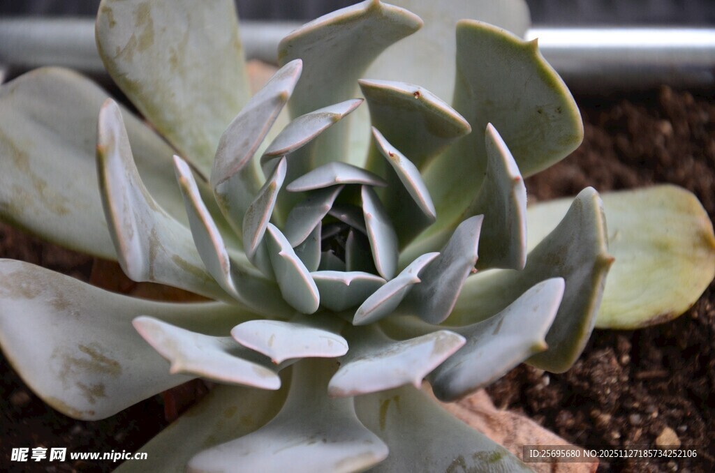 多肉植物特写