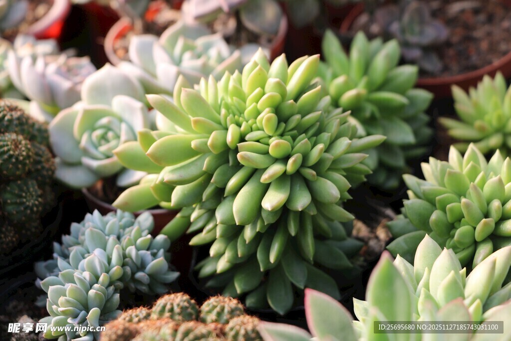 多彩可爱的多肉植物组合