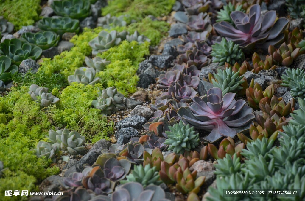 多彩多肉植物垂直景观
