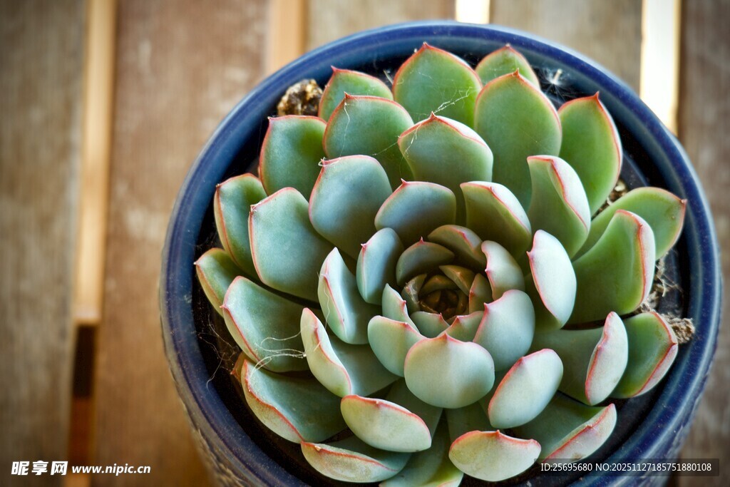 蓝盆中的可爱多肉植物