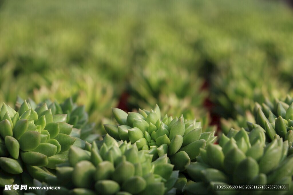 密集排列的翠绿多肉植物
