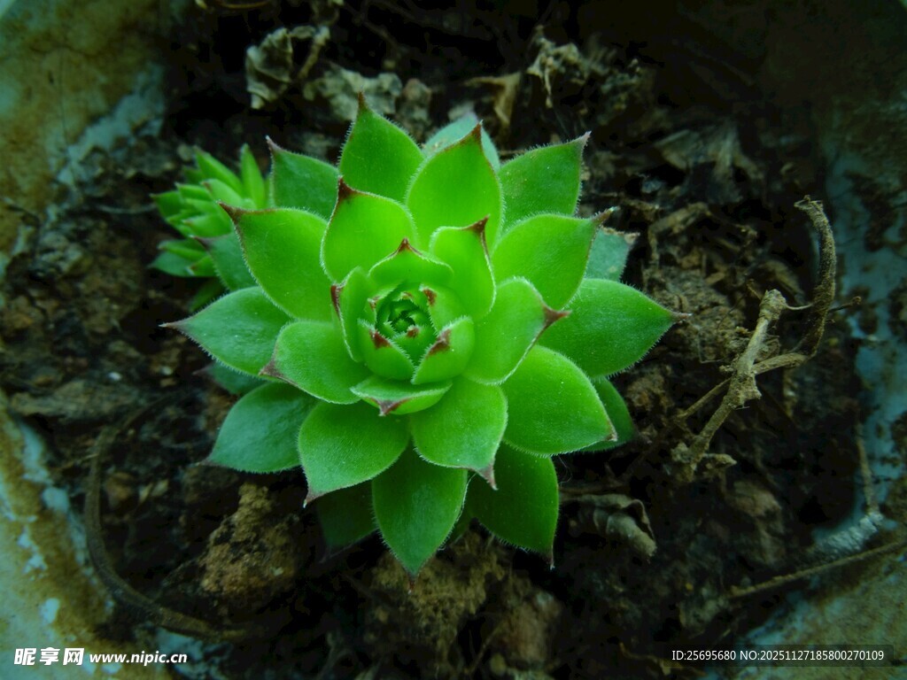 翠绿多肉植物生机满满