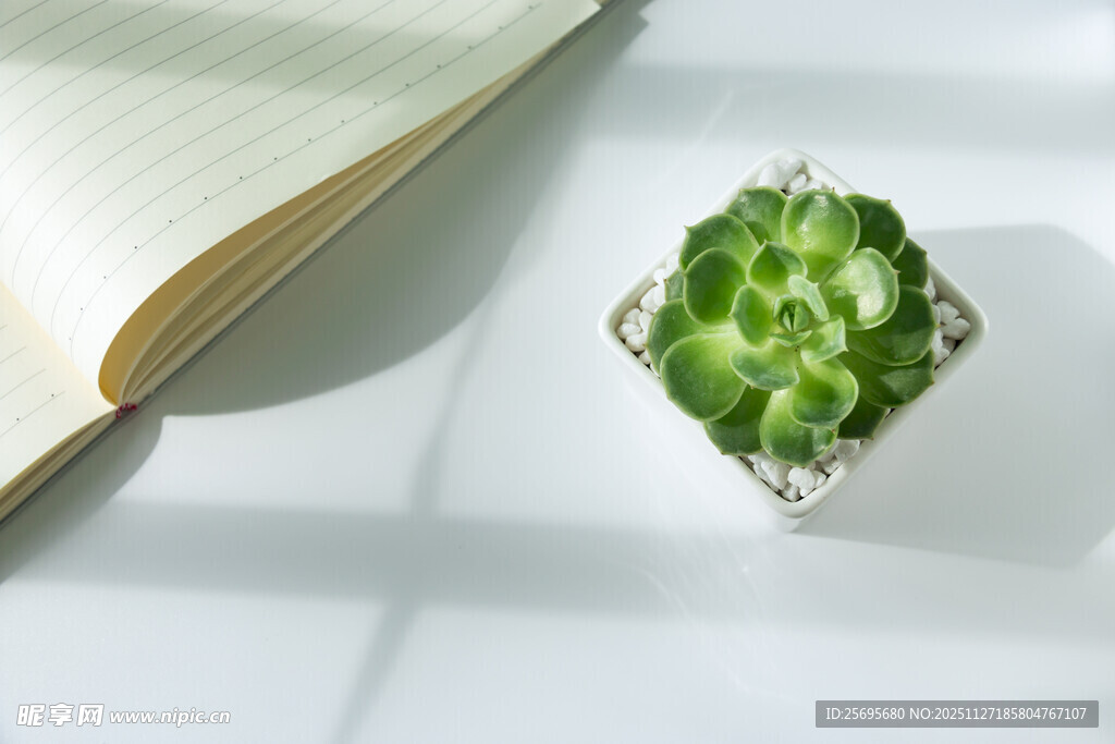 翻开书本旁的翠绿仙人掌