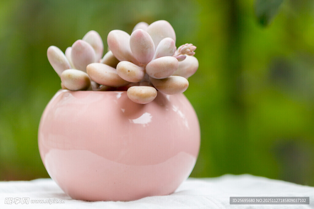 粉色花盆中的可爱多肉