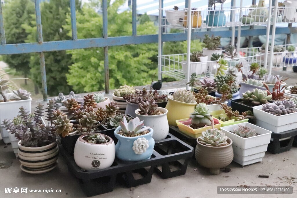 室内多彩盆栽摆放展示