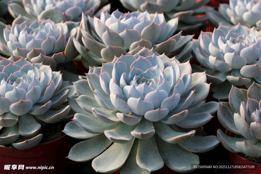 蓝灰色多肉植物群生特写