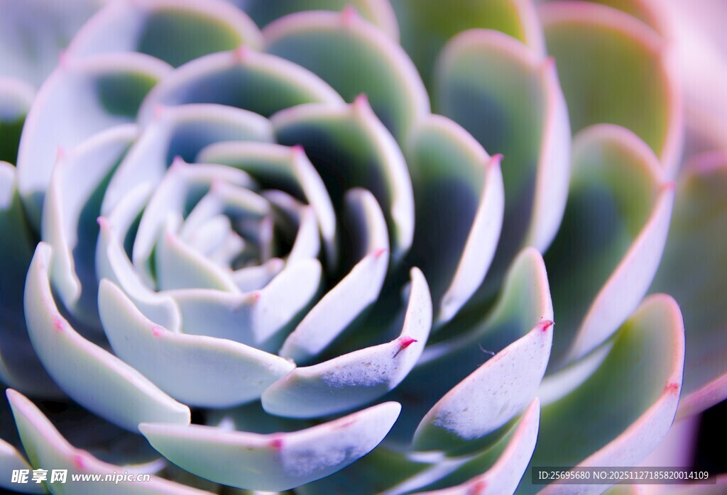 蓝紫色多肉植物特写