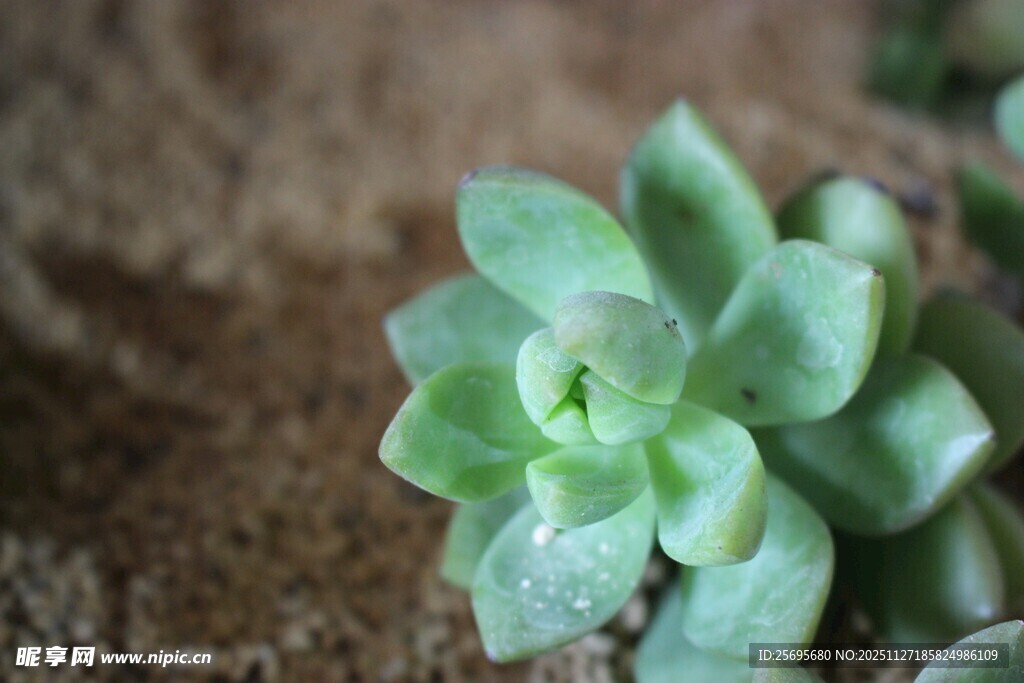 小巧可爱的单株绿色多肉