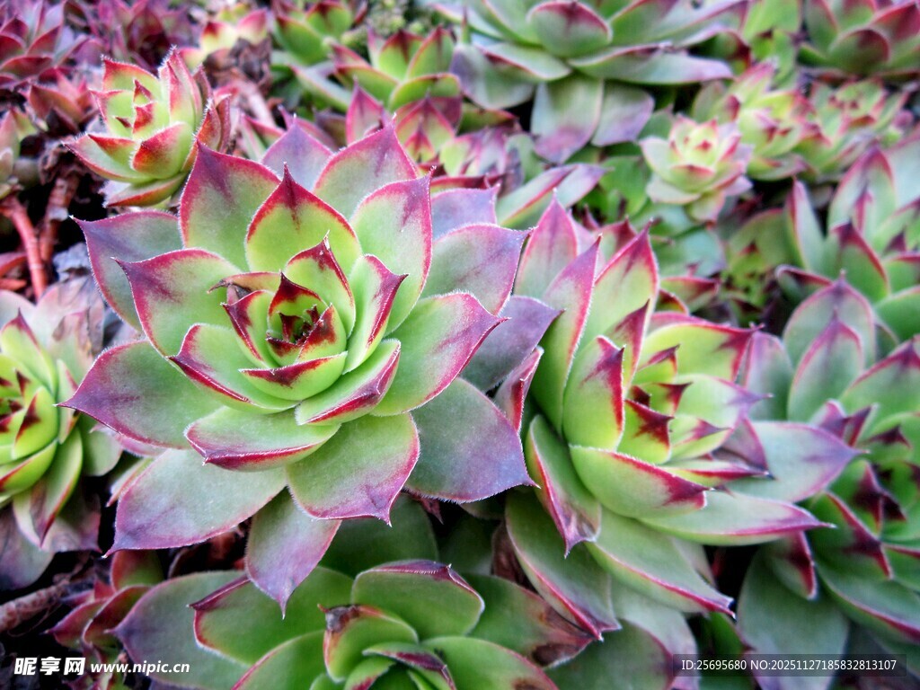 多彩多姿的美丽多肉植物