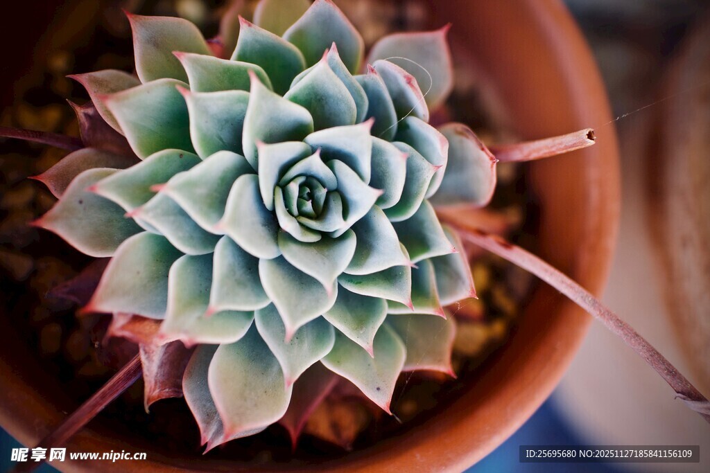 精致多肉植物特写