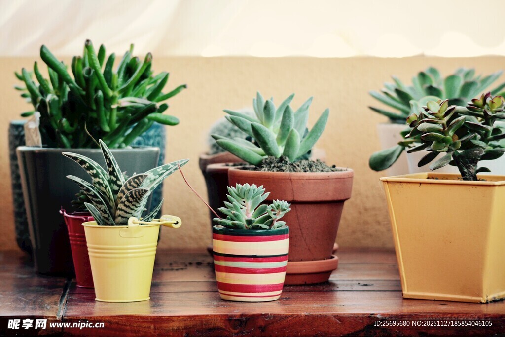 多彩盆栽摆放在木桌上