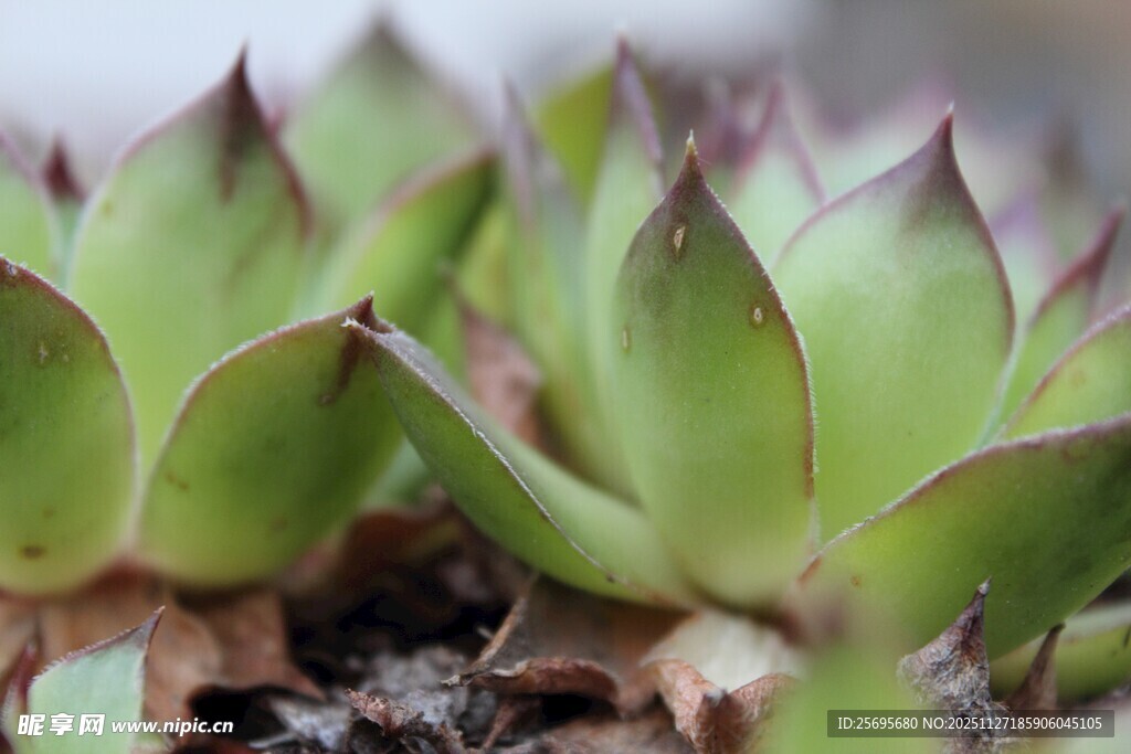 多肉植物特写