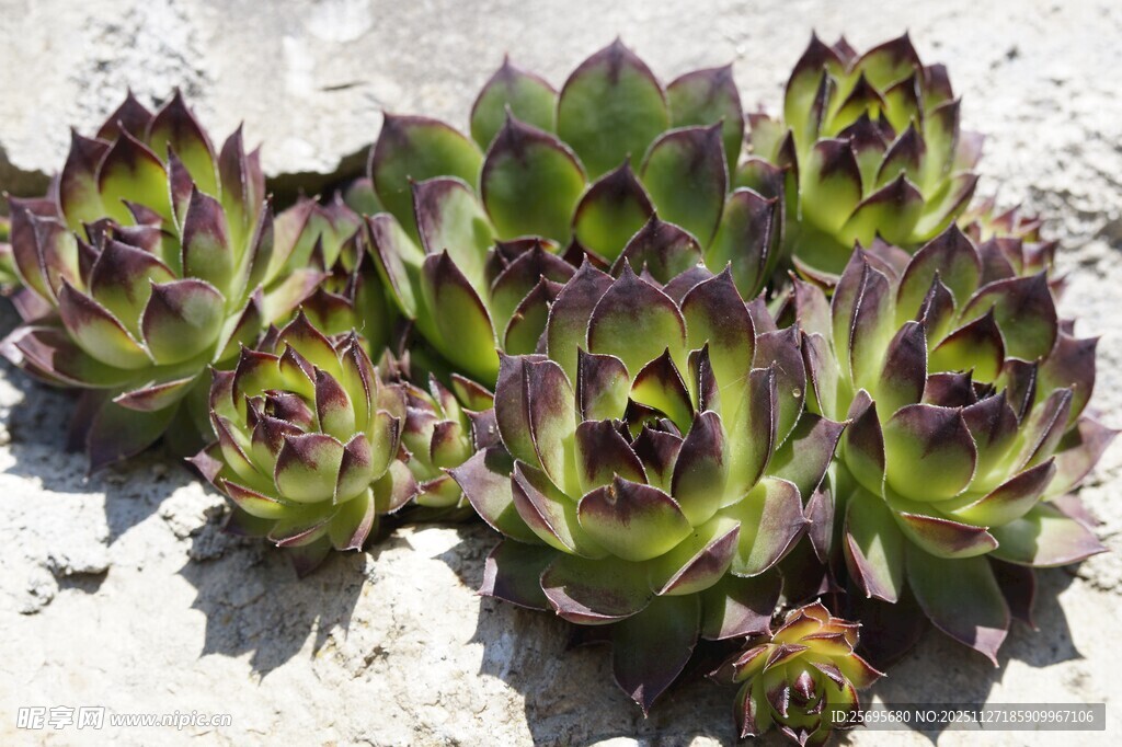 紫边多肉植物特写