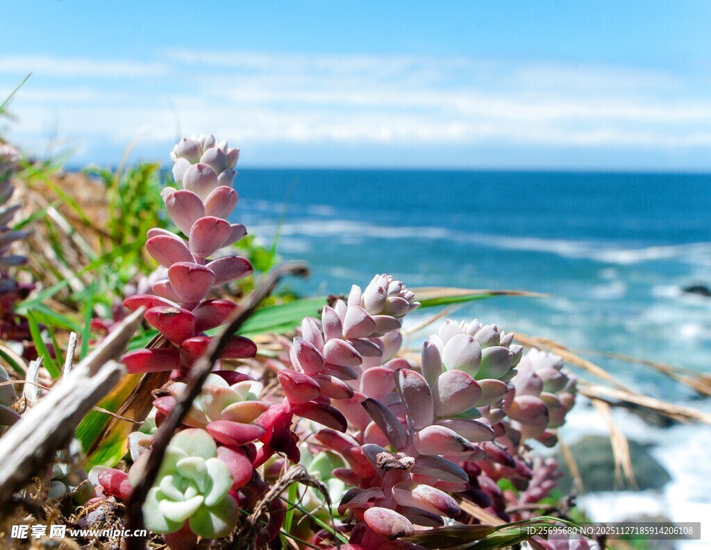 海边绽放的多彩肉质植物