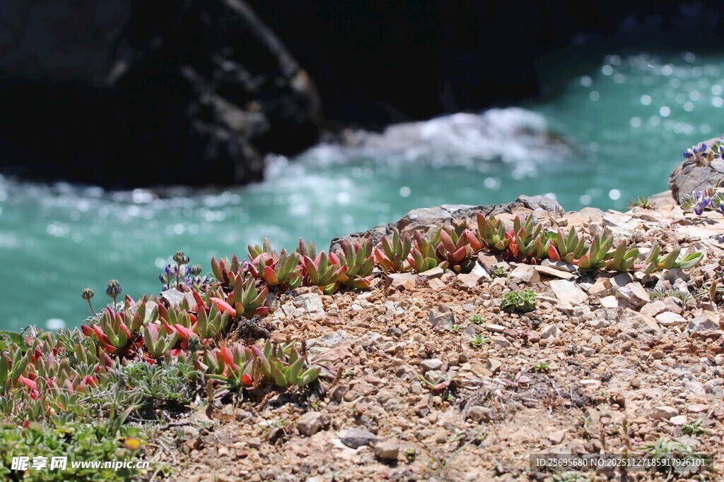 海岸边的多彩植物景观