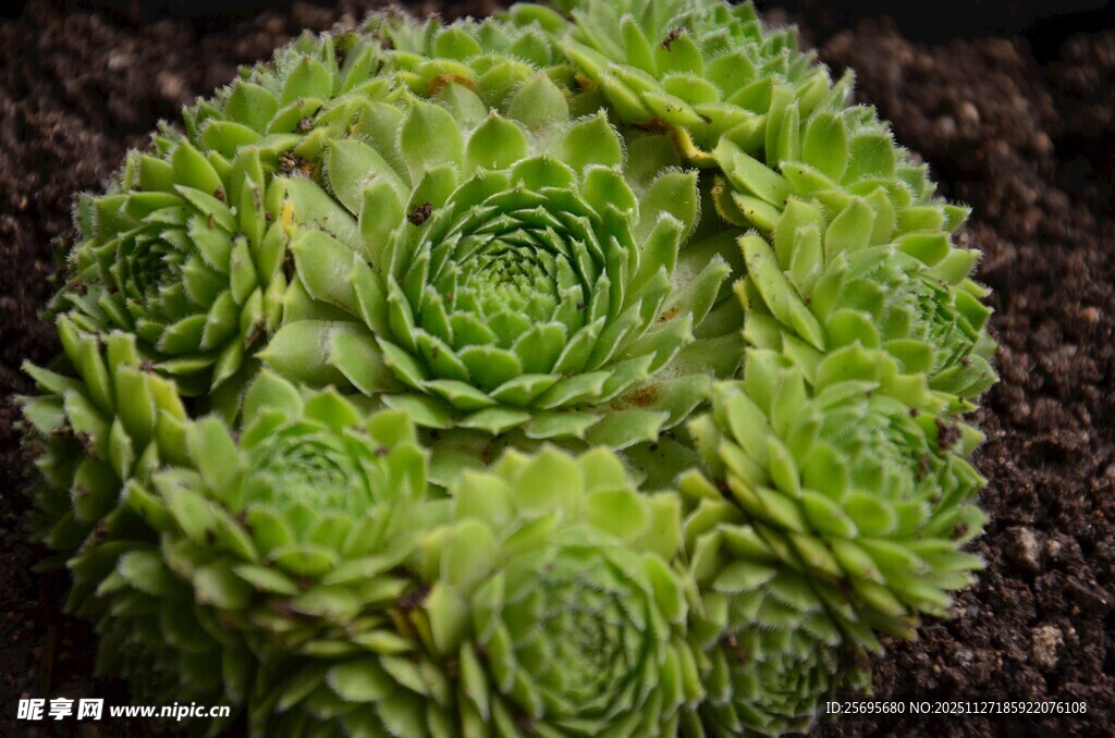 翠绿螺旋状多肉植物特写