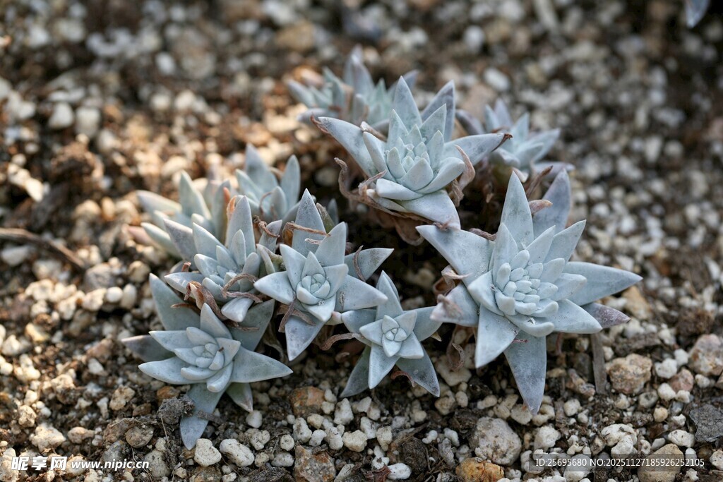 灰蓝多肉植物生长于砂石间