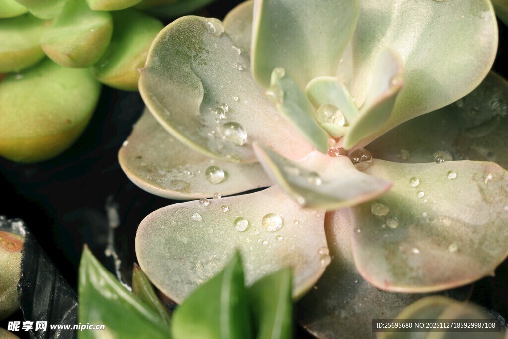 带水珠的多肉植物特写