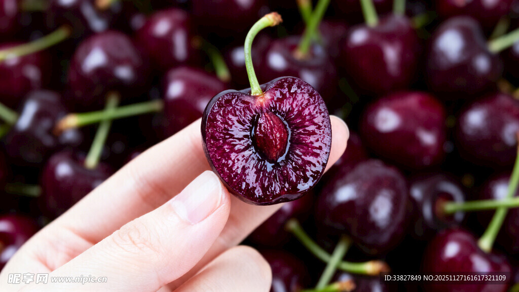 手托一颗饱满紫樱桃