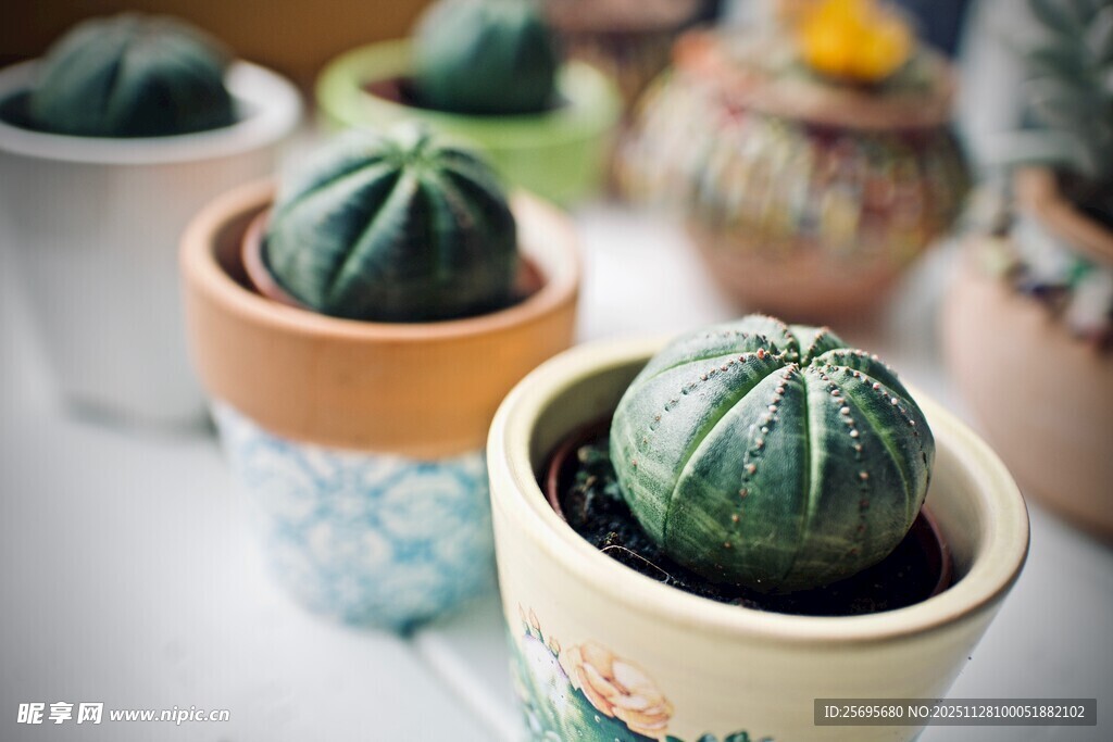 可爱小盆栽仙人掌展示