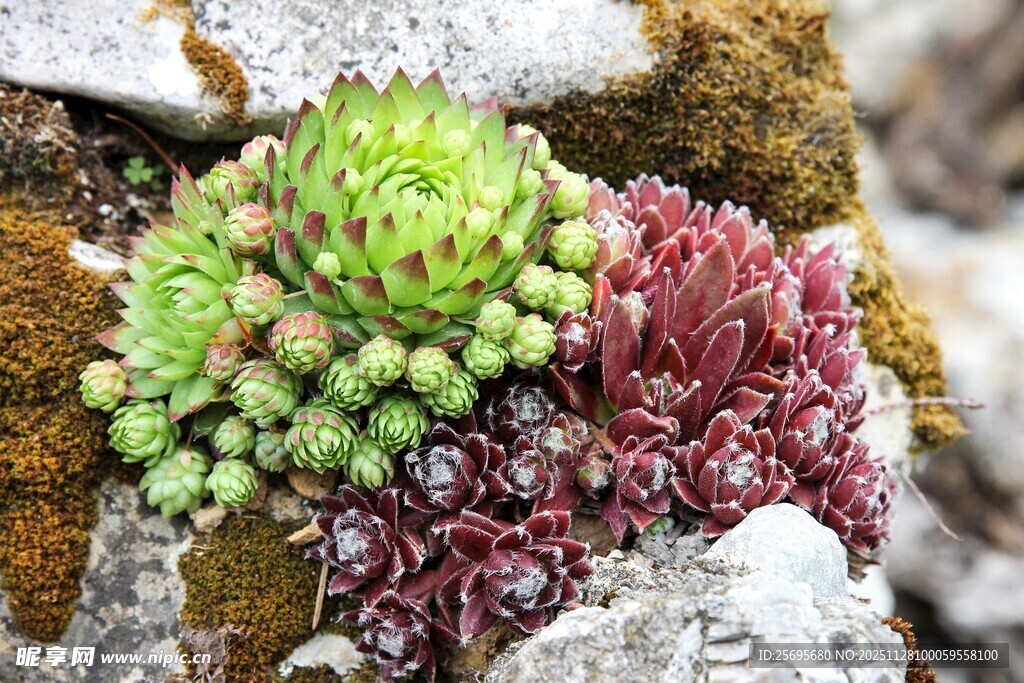 多彩多肉植物生长于石间