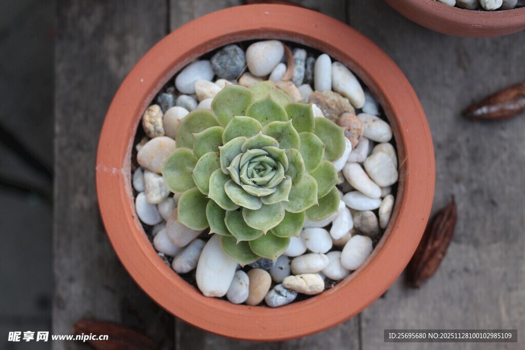 陶盆中的单株多肉植物
