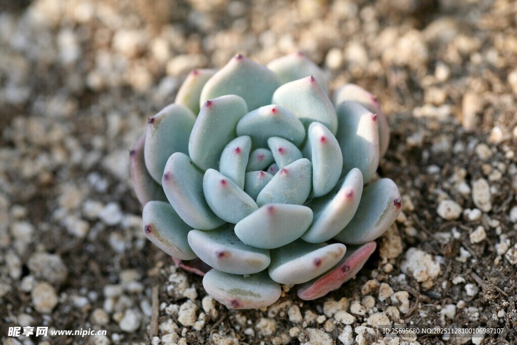 淡蓝多肉静卧沙石间