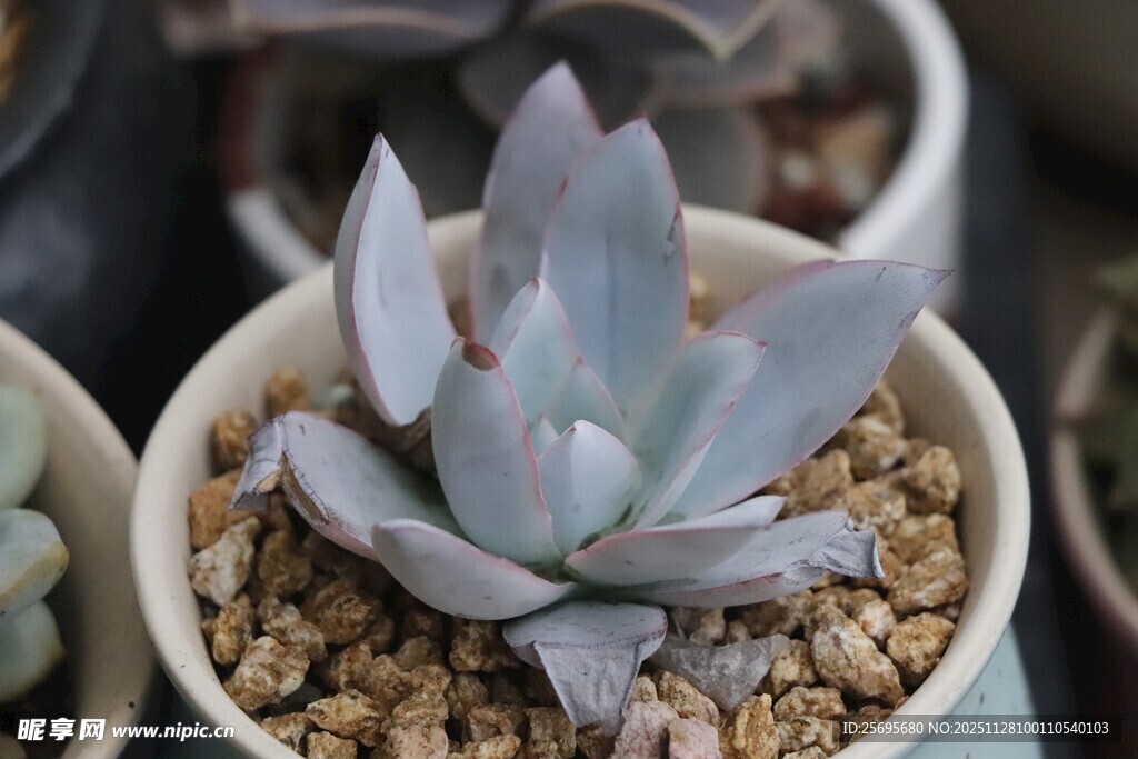 精致盆栽多肉植物特写