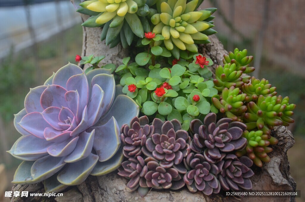 多彩多肉组合盆栽