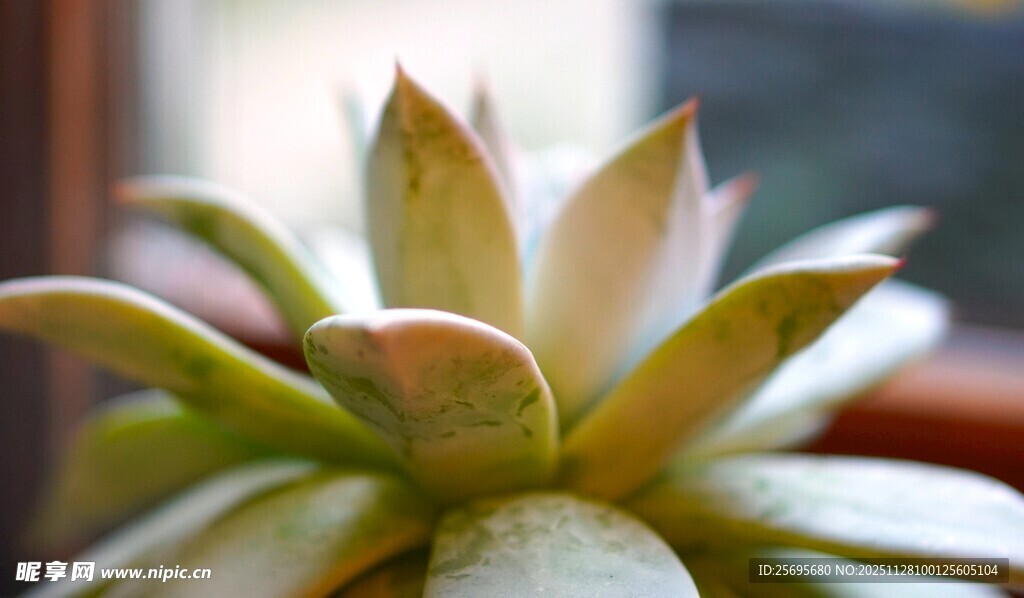 可爱多肉植物特写
