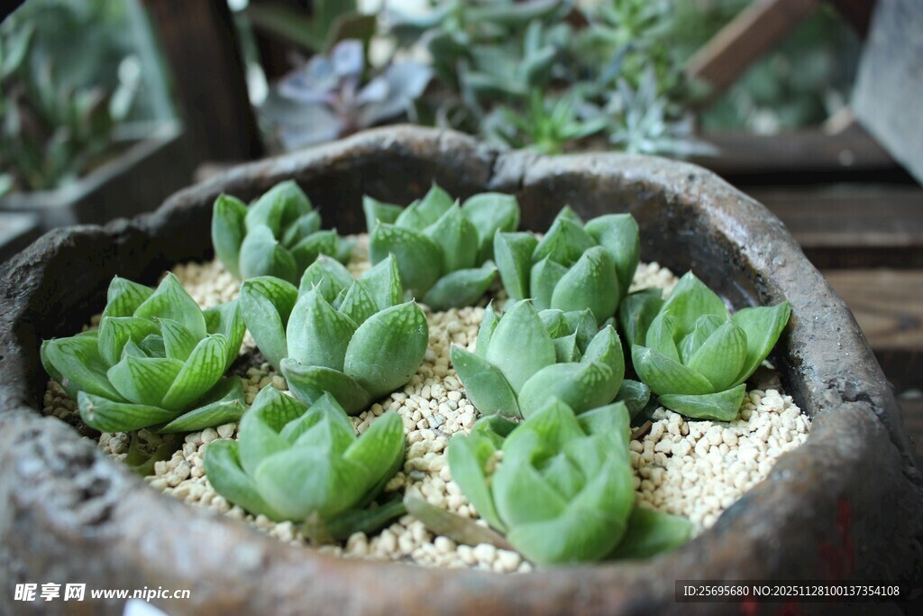 盆中多肉植物绿意盎然