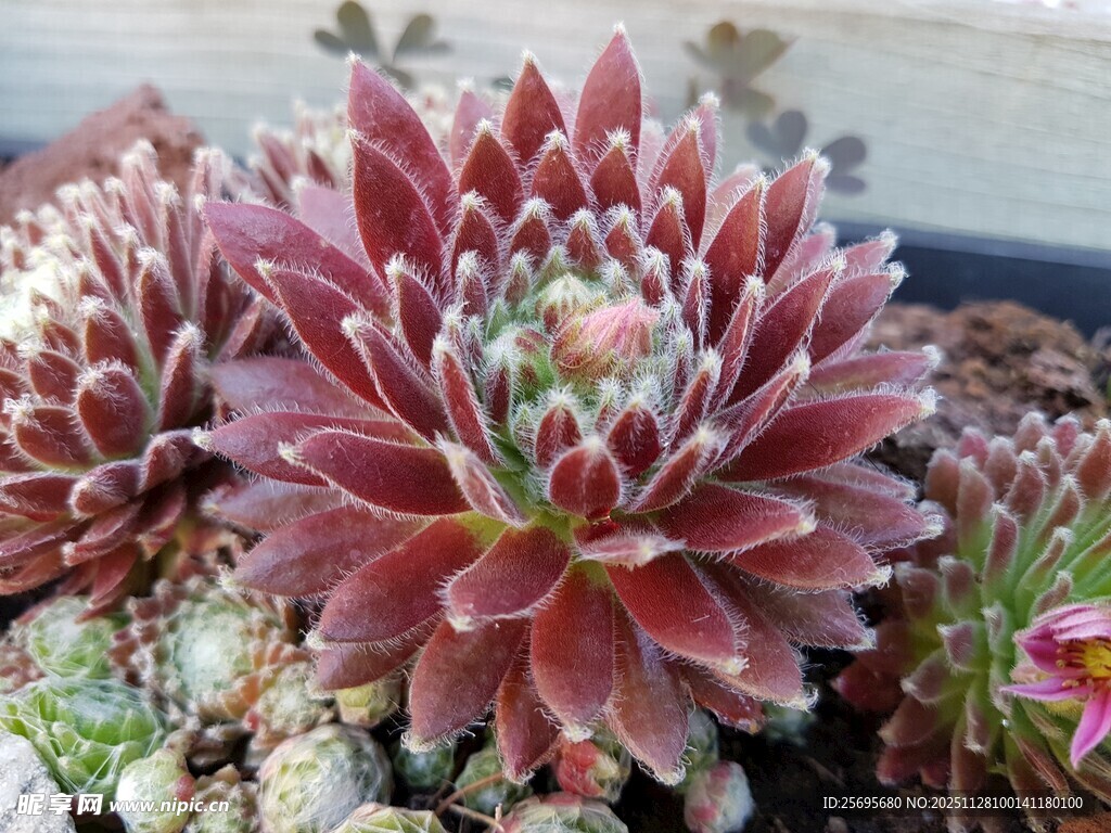 艳丽多肉植物特写