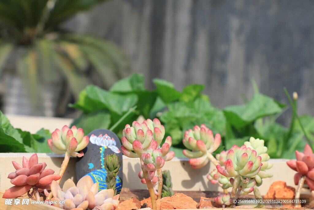 多彩多肉植物微景观