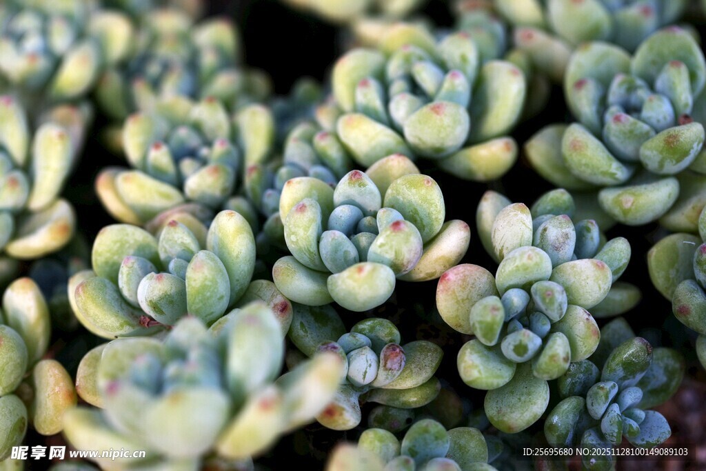 可爱多肉植物特写